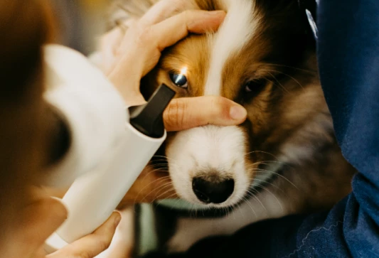 Augenuntersuchung eines Hundes (Biomikroskopie)