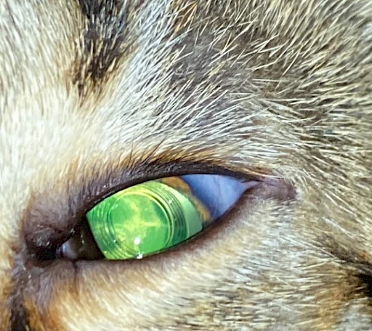 Kunstlinse nach Kataraktoperation (Katze)