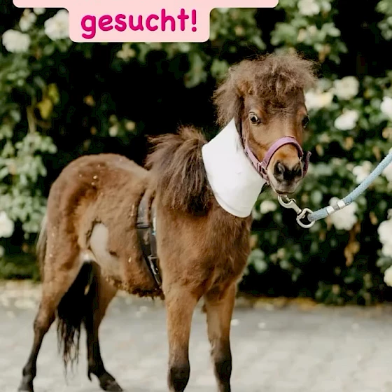 Wir suchen dich 🔍