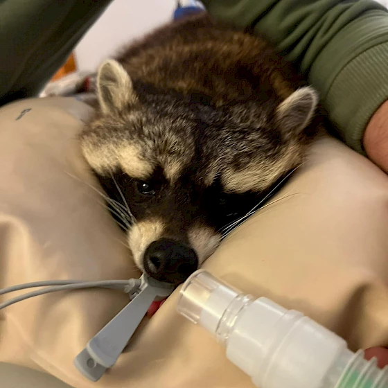 Ein sehr außergewöhnlicher Patienten in unserer Augenambulanz🦝👀