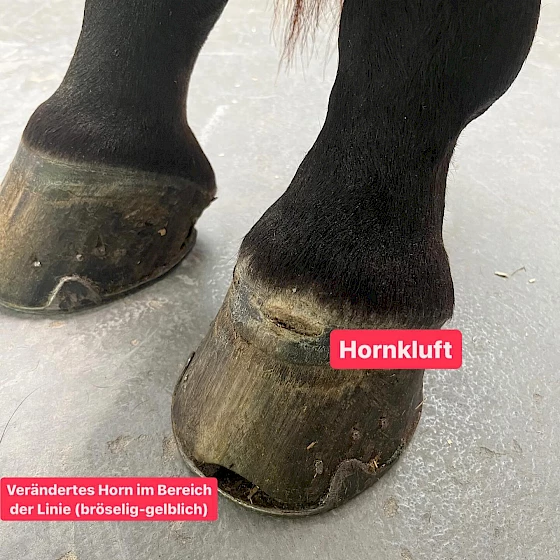 🐎Ein spannender Fall der letzten Wochen: